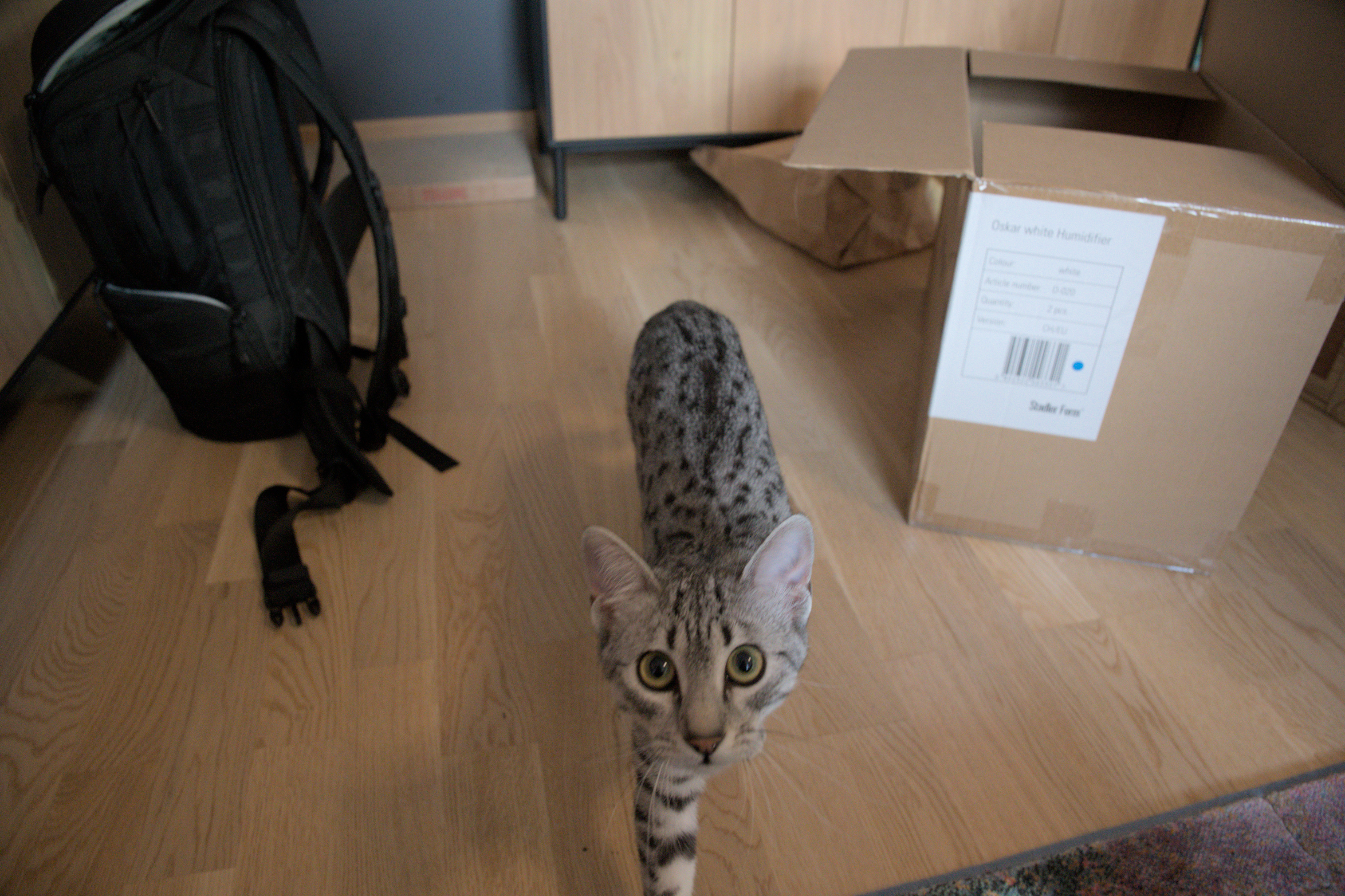 2025/10/12 - cats/DSC_0051.jpg